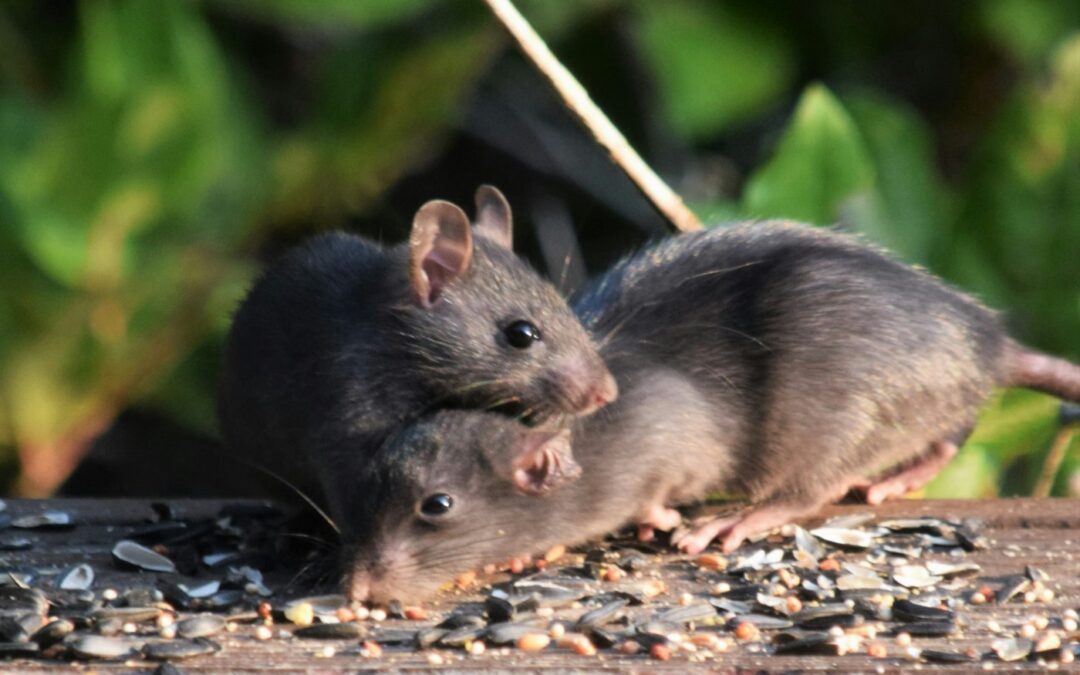 Do you want to radically extend your lifespan?