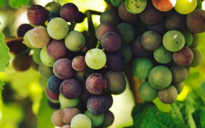 100NO 610: Wine Masterclass: Preservatives, Organic v Biodynamic with Nikki Knights