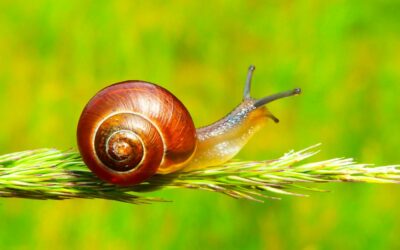 100NO 669: Embracing the Art of Slow in 2026