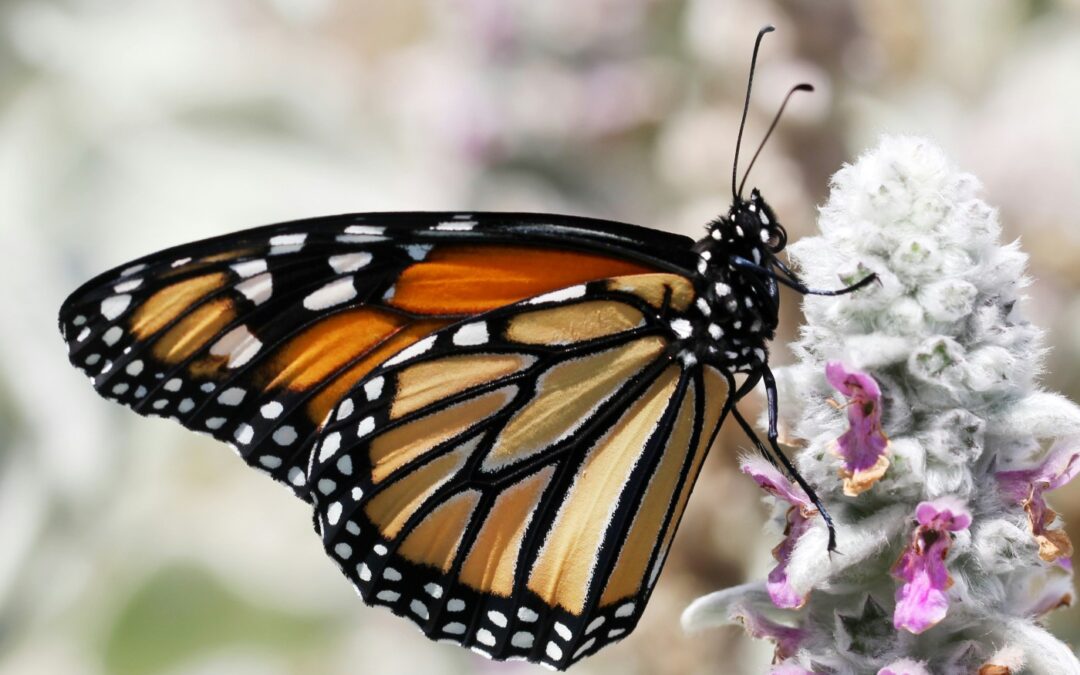 100NO 675: From Wellness to Longevity: Controversy, lessons and laughs from our fave episodes over 13 years